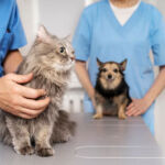 Essential Tips for Your Pet’s First Vet Visit