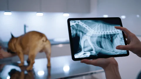 southdale animal hospital - Xray for pet